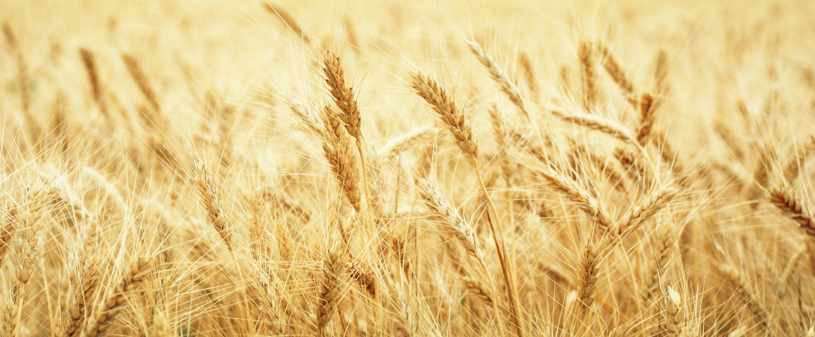 Grupa Azoty expands its range of specialized liquid fertilizers