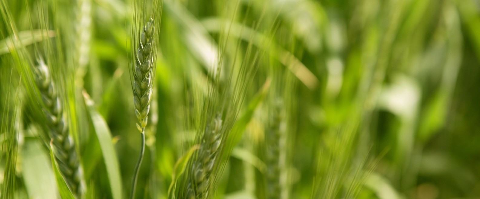 Grupa Azoty expands its portfolio with a line of blended fertilizers